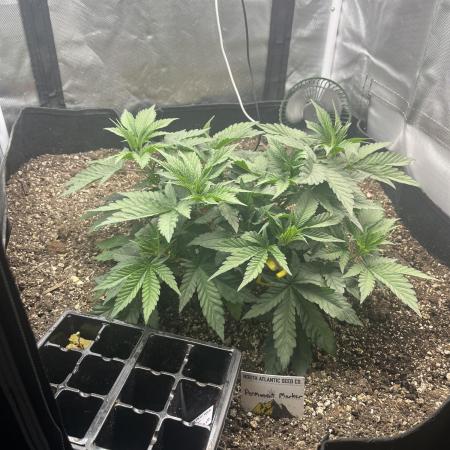 🖊️ Permanent Marker 🖊️