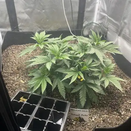 🖊️ Permanent Marker 🖊️