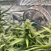 Seedsman Alaskan Purple Auto