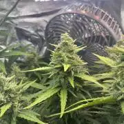 Seedsman Alaskan Purple Auto