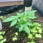 BMR living soil