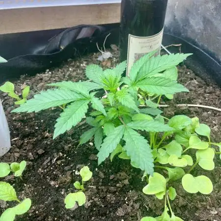 BMR living soil