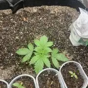 🖊️ Permanent Marker 🖊️