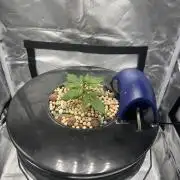 Seedsman Alaskan Purple Auto