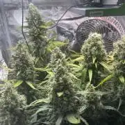 Seedsman Alaskan Purple Auto