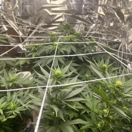 Atlas Seeds - Slurpicane