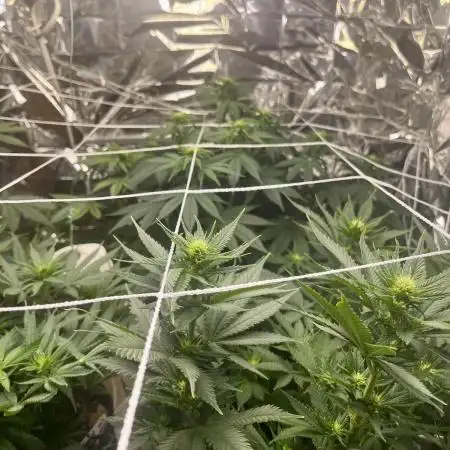 Atlas Seeds - Slurpicane