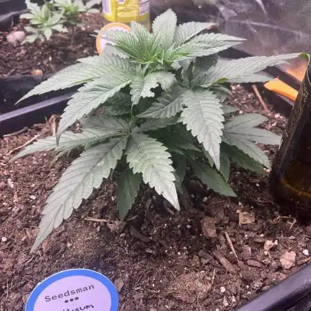 Bubblegum Sherbet