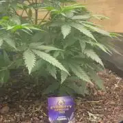 Eternity Cup Sticky Broccoli 🥦