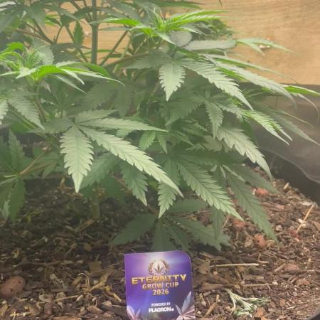 Eternity Cup Sticky Broccoli 🥦