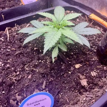 Bubblegum Sherbet