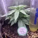 Papaya Pancakes