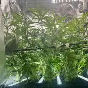 Seedsman Alaskan Purple Auto