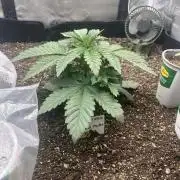 🖊️ Permanent Marker 🖊️