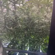 Seedsman Alaskan Purple Auto