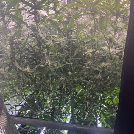 Seedsman Alaskan Purple Auto