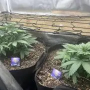 Eternity Cup Sticky Broccoli 🥦