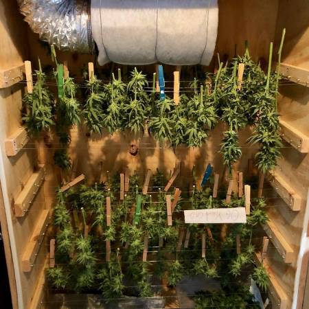 Pine Quest - OG Kush CBD
