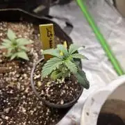 Black cherry smoothie