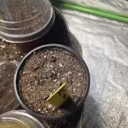 Platinum gorilla dosha