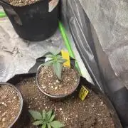 Black cherry smoothie