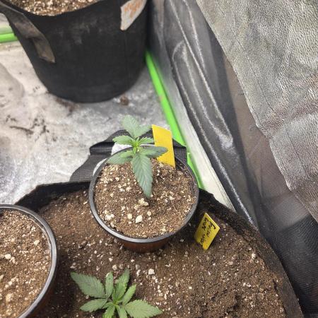 Black cherry smoothie