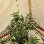 Gravity glue