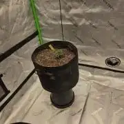 Platinum gorilla dosha