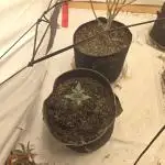Girl scout cookies auto