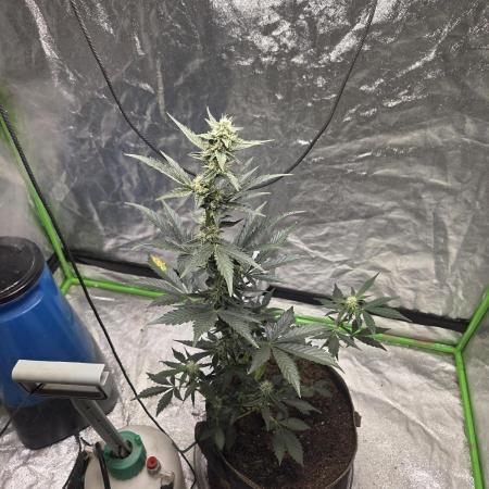 Girl scout cookies auto