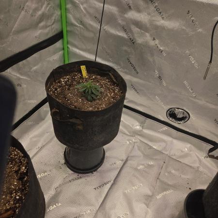 Platinum gorilla dosha