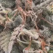 Citrus dream