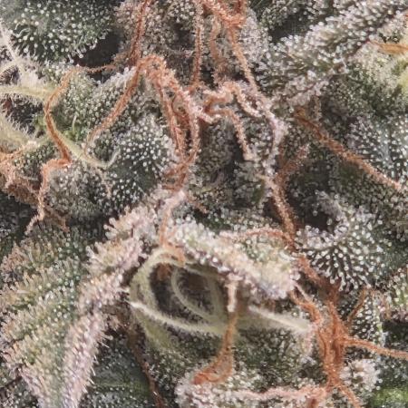 Citrus dream