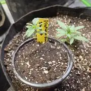 Platinum gorilla dosha