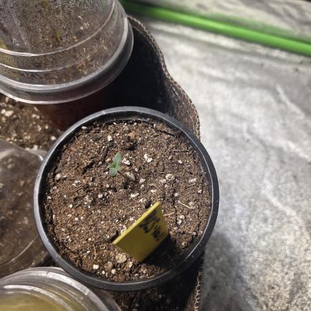 Black cherry smoothie