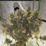 Gravity glue