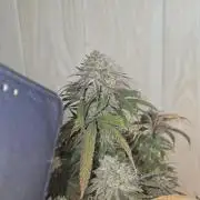 Platinum gorilla dosha