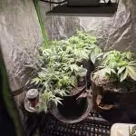 Chemdawg