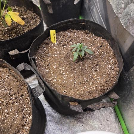 Black cherry smoothie