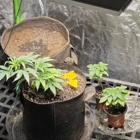 Chemdawg