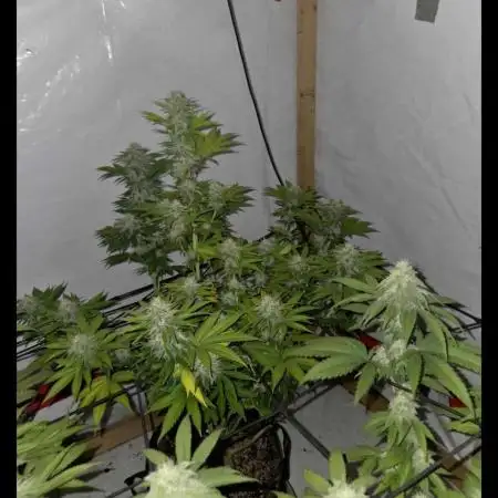 Gravity glue