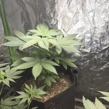 Chemdawg