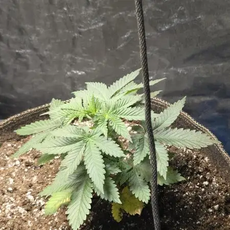 Chemdawg