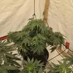 Gravity glue