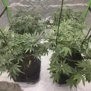 Citrus dream