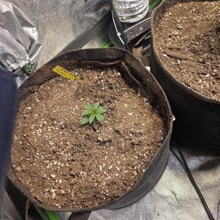 Platinum gorilla dosha