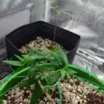 WW First Grow