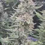 Ice Genetics - BKK Farm