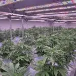 Ice Genetics - BKK Farm