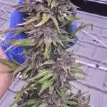 Ice Genetics - BKK Farm